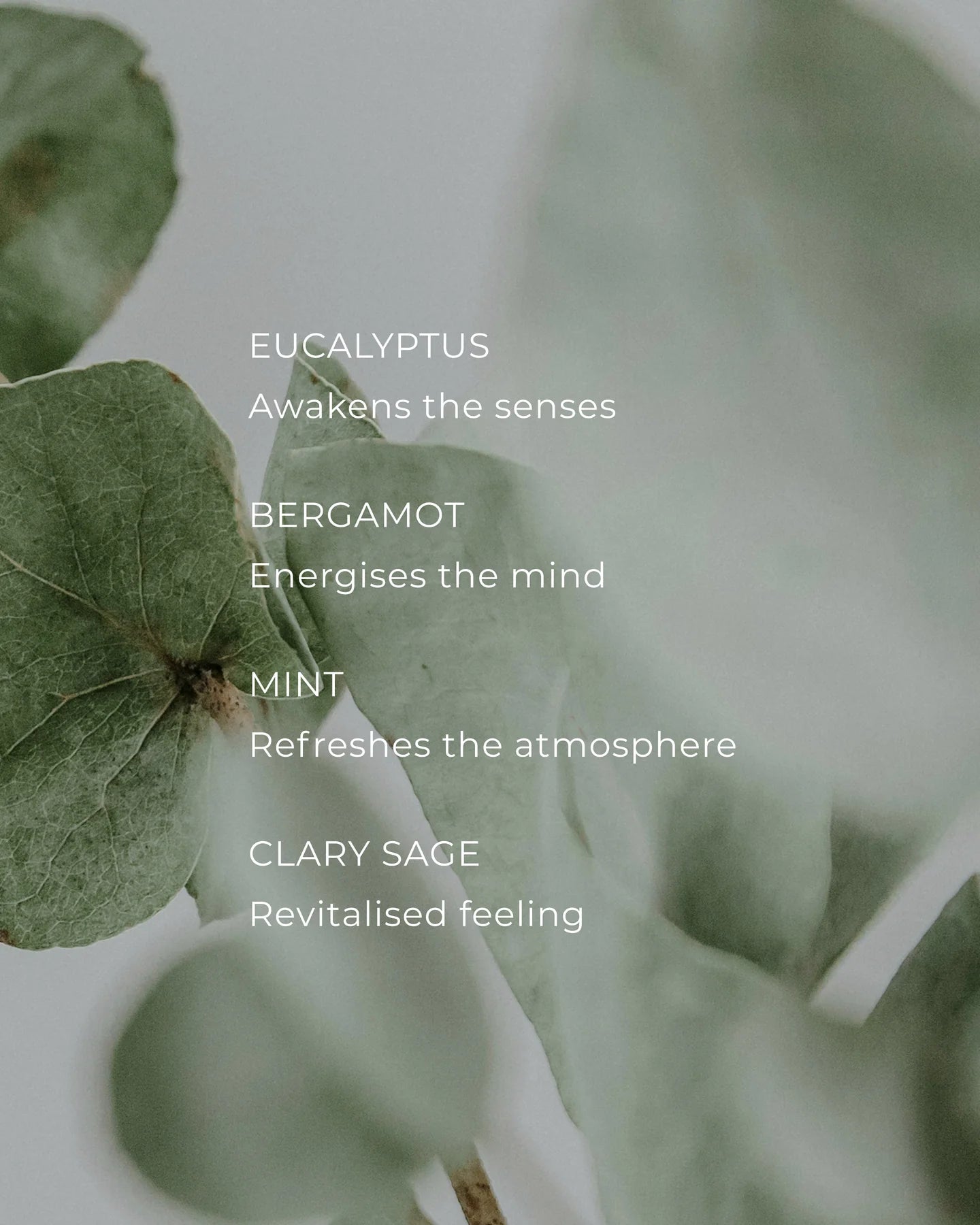 Circa Eucalyptus & Bergamot Candle - 300g